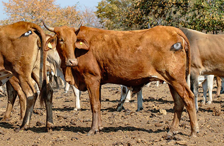 Lions are less likely to attack cattle with eyes painted on their backsides