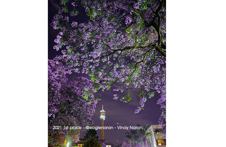 Celebrating Gauteng’s jacaranda spring with a programme of walks, tours and photography competition